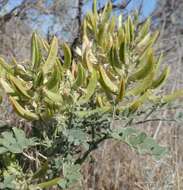 Image of Columbia milkvetch