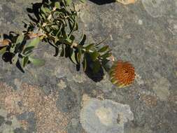 Image de Leucospermum profugum Rourke