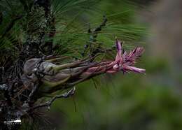 Imagem de Tillandsia seleriana Mez