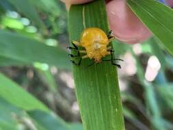 Sivun <i>Podontia lutea</i> kuva