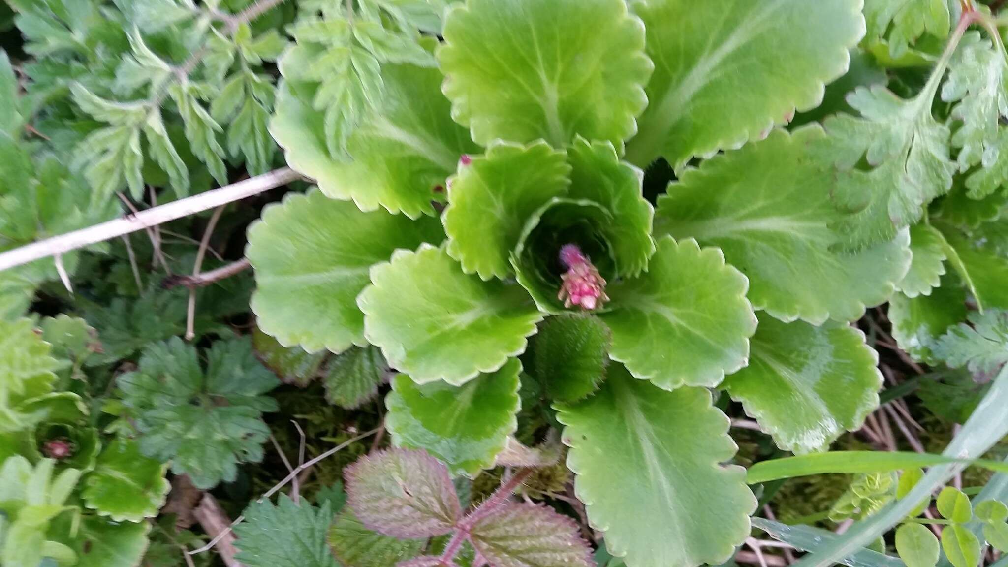 Image of Saxifraga urbium D. A. Webb