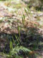 Anisopogon resmi