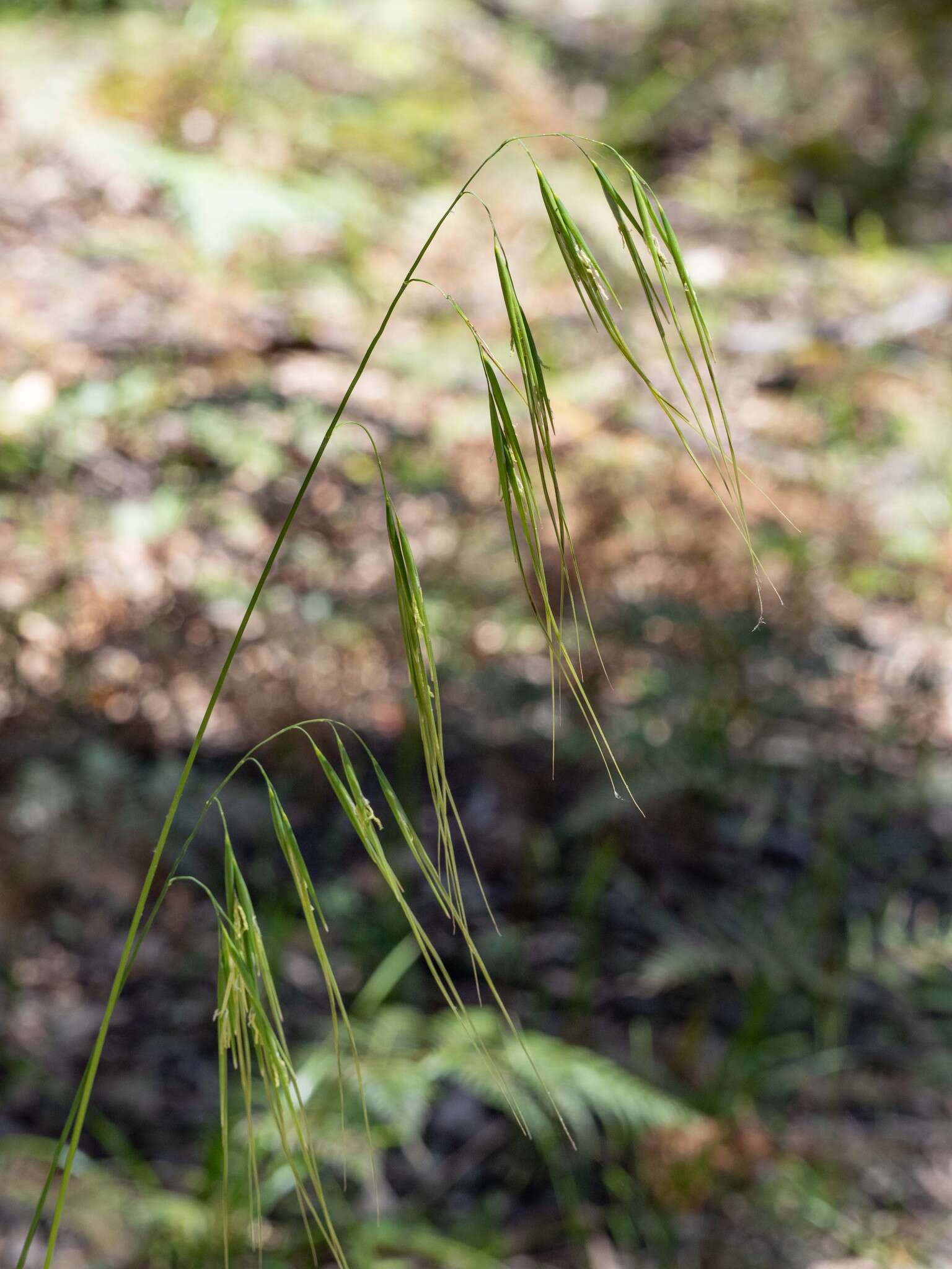 Imagem de Anisopogon