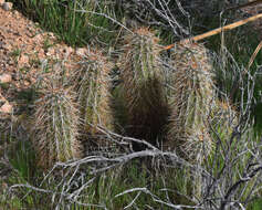 Image of Engelmann's hedgehog cactus