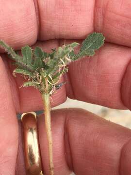 Image of Desert knapweed