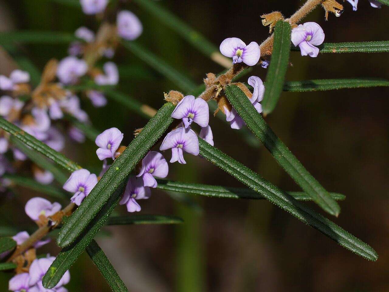 Hovea asperifolia I. Thomps.的圖片