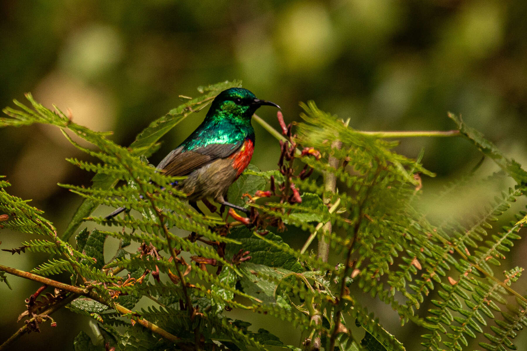 Image of Ruwenzori Double-collared Sunbird