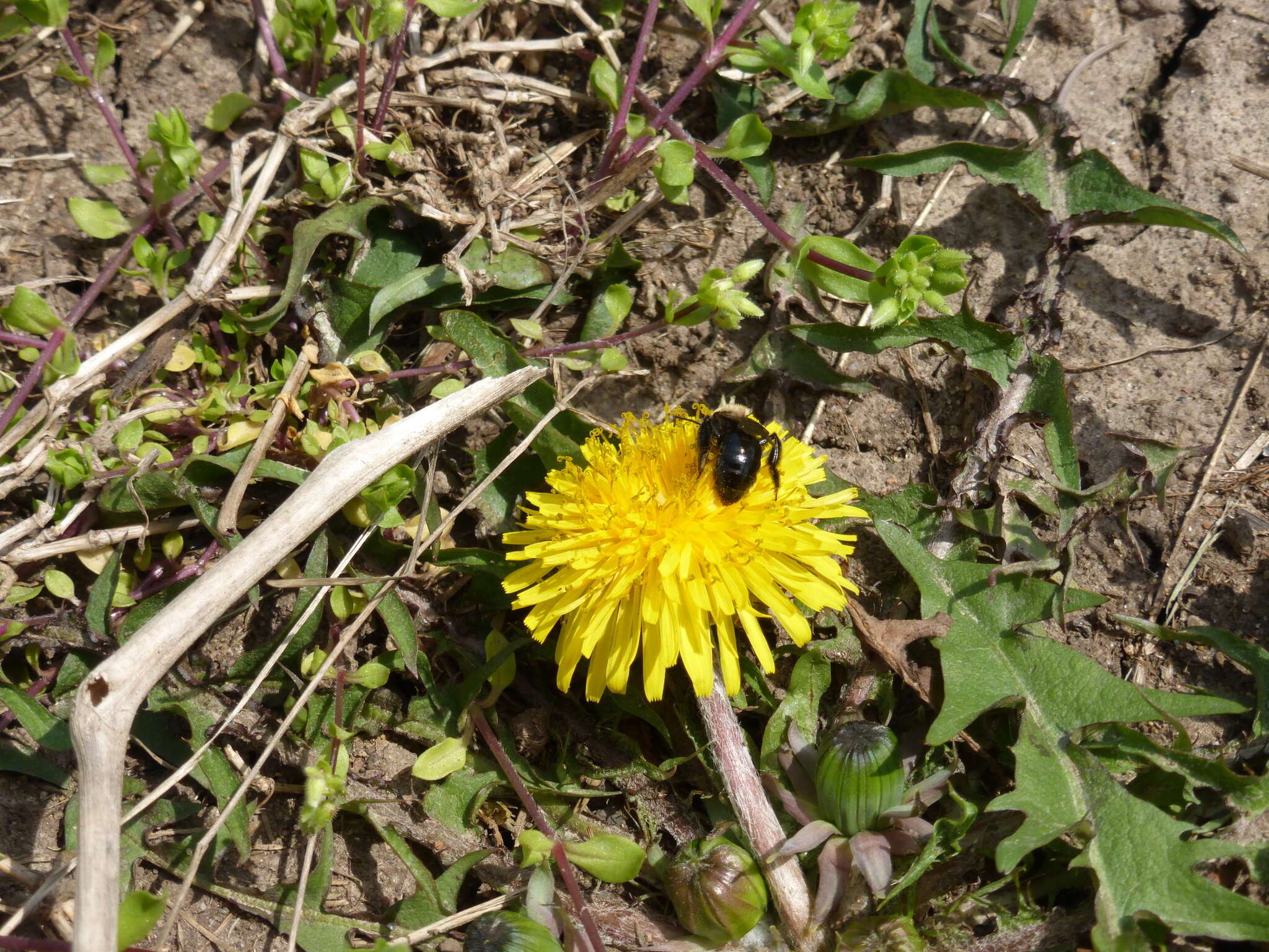 Imagem de Andrena carlini Cockerell 1901