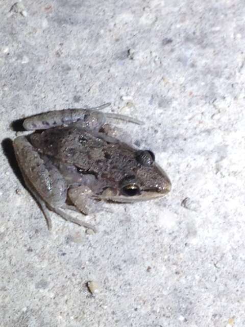 Imagem de Leptodactylus fragilis (Brocchi 1877)