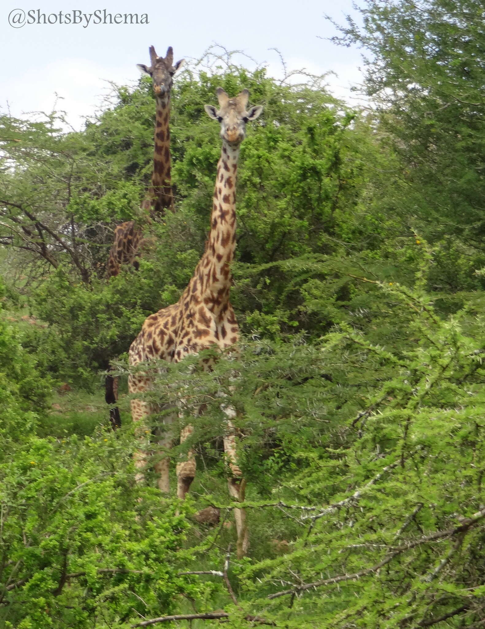 Image of Giraffa camelopardalis tippelskirchi Matschie 1898