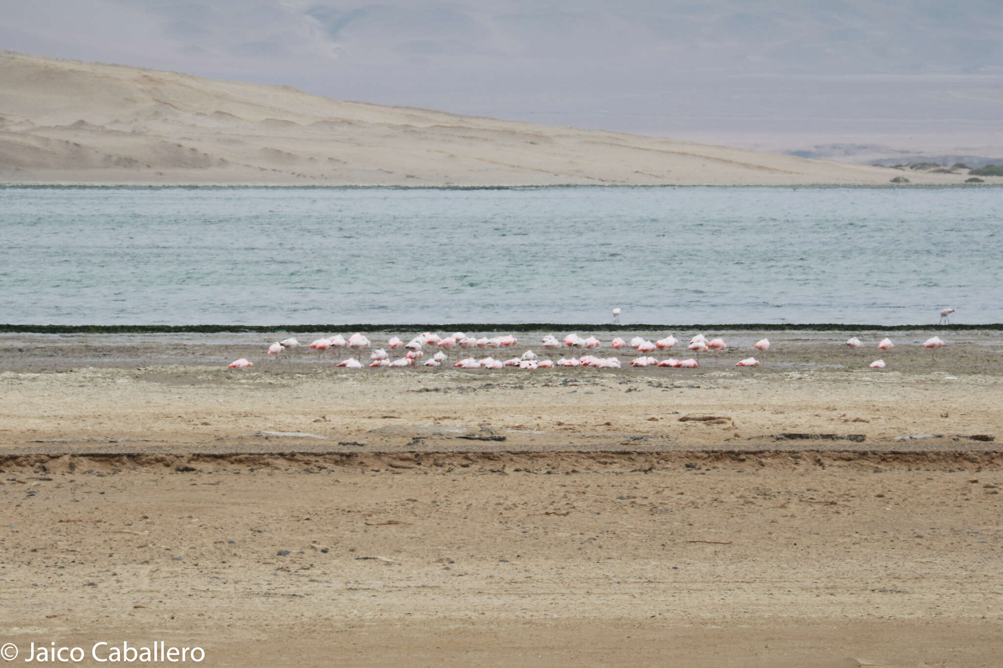 Imagem de Phoenicopterus chilensis Molina 1782