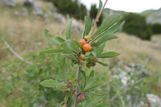 Image de Lonicera pyrenaica L.