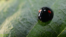 Image of Ladybird beetle