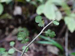 Слика од Streblus heterophyllus (Bl.) Corner