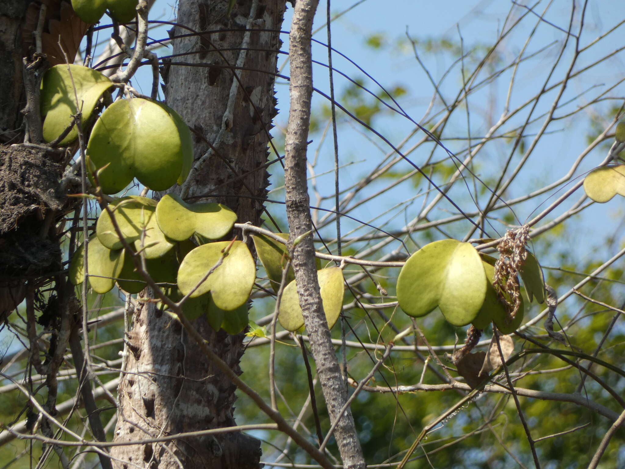 Image of Hoya kerrii Craib