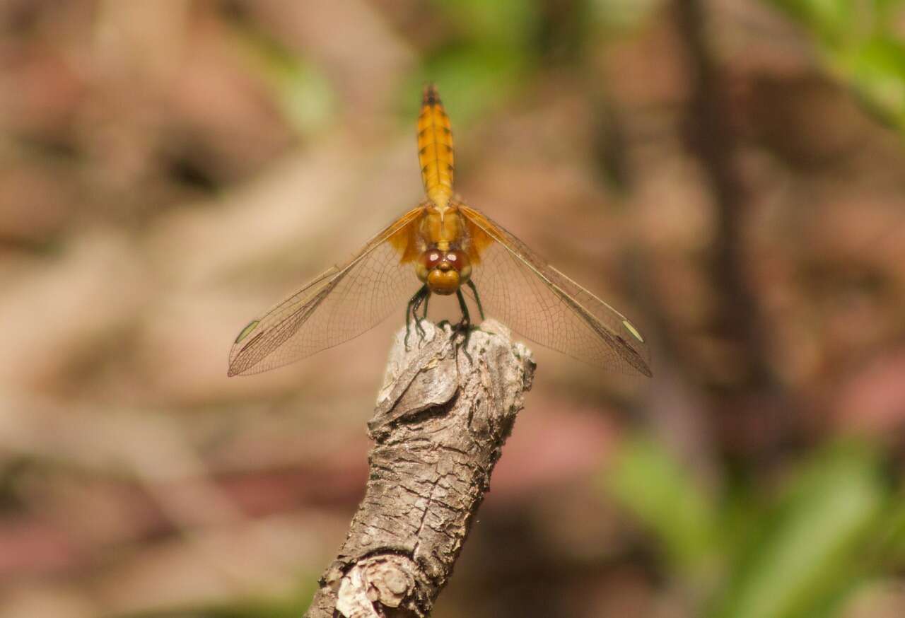 Слика од Erythrodiplax corallina (Brauer 1865)