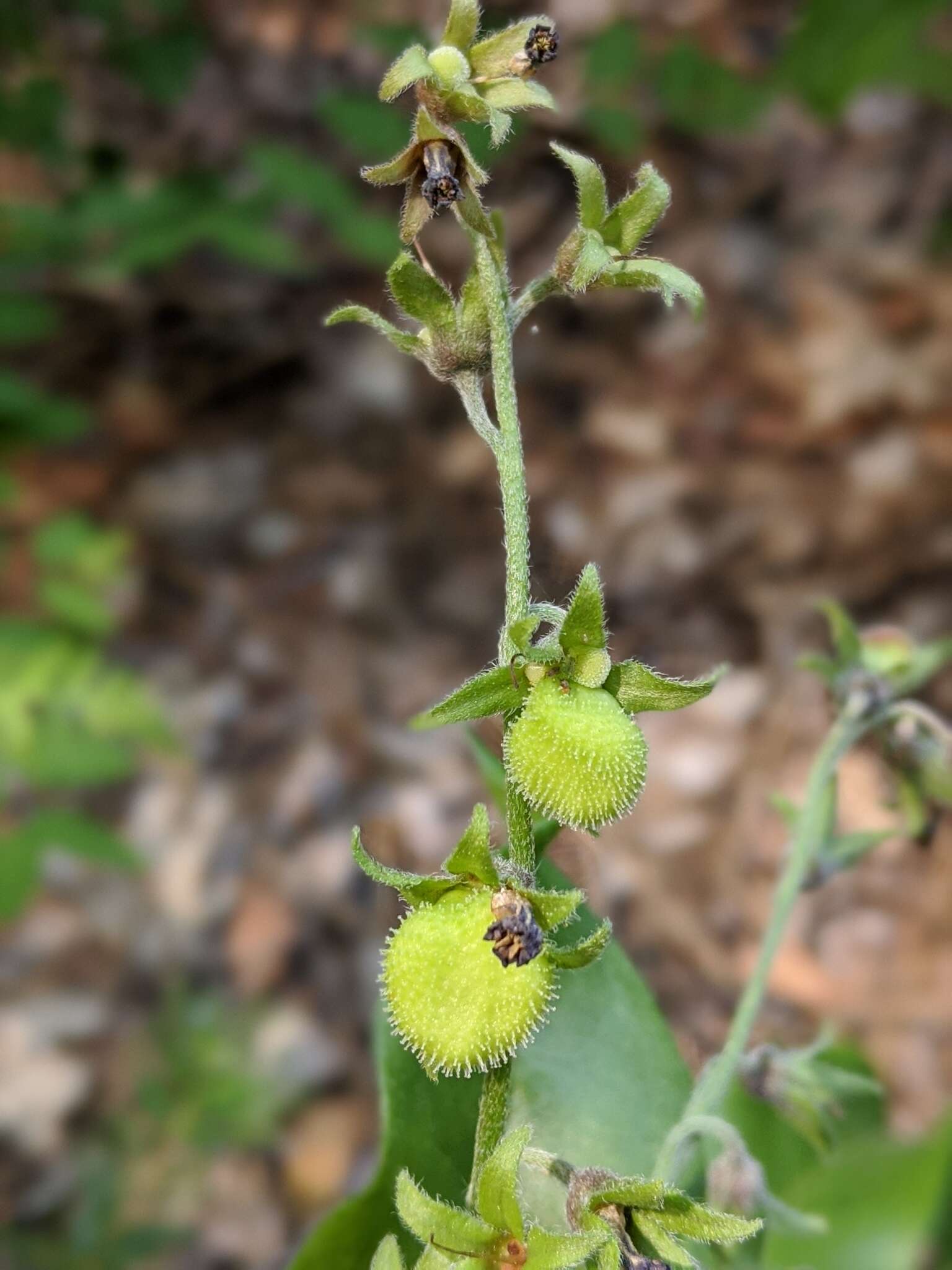 Plancia ëd Andersonglossum occidentale (A. Gray) J. I. Cohen