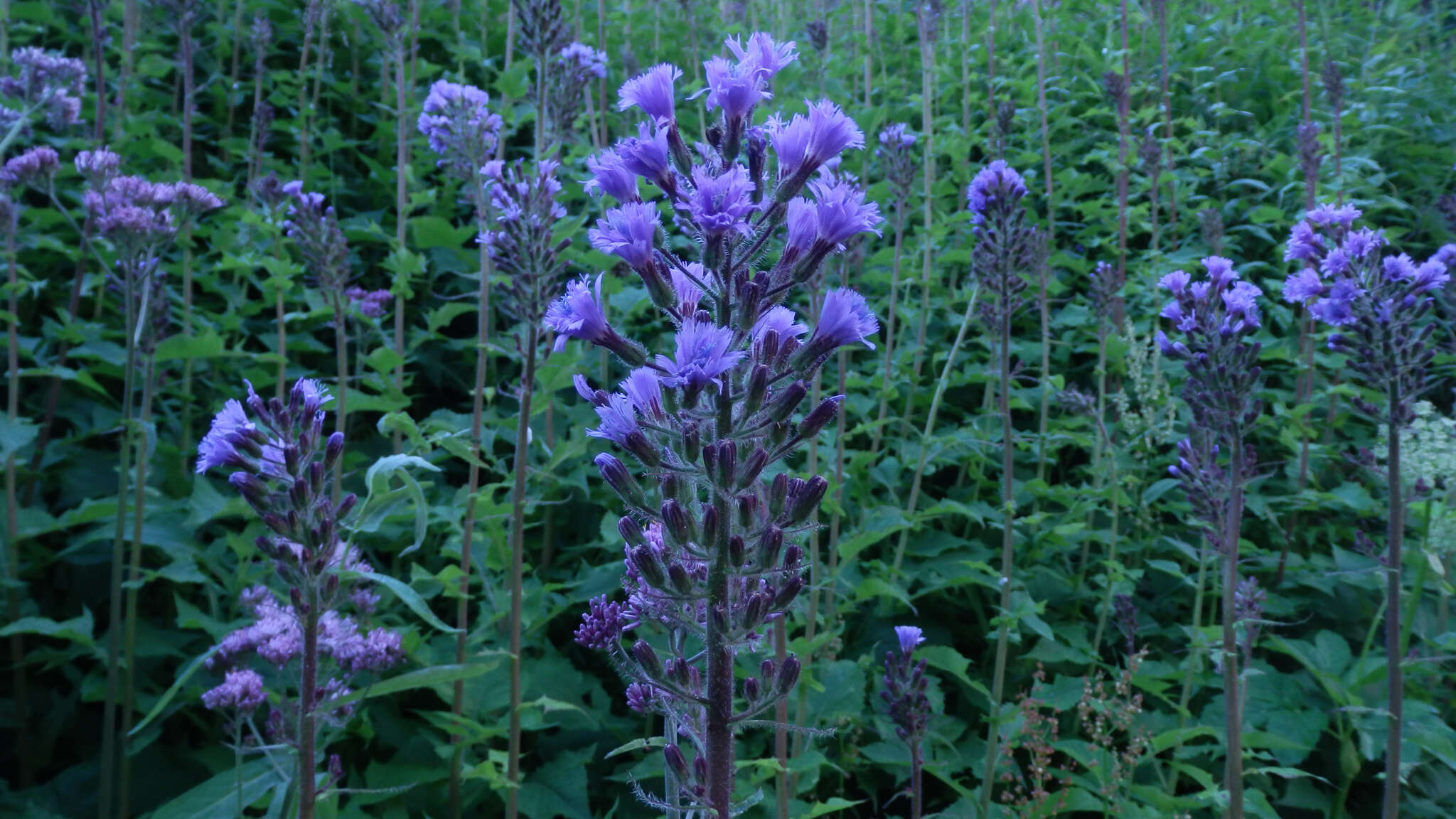 Image of Cicerbita alpina (L.) Wallr.