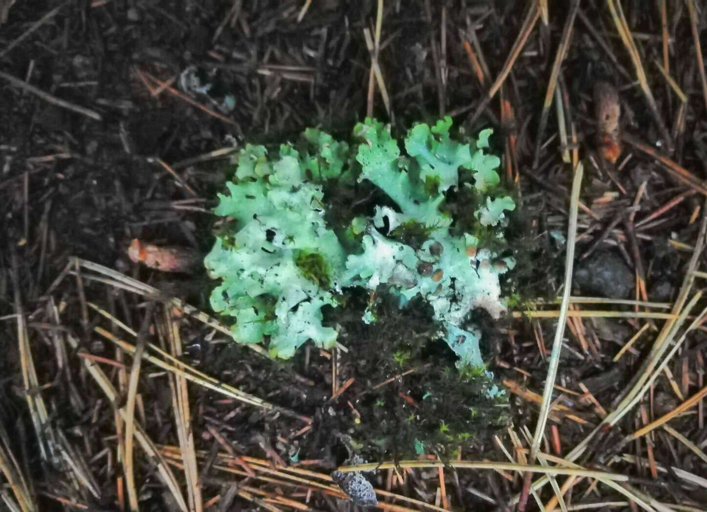 Image of Tremella parmeliarum Diederich 1996