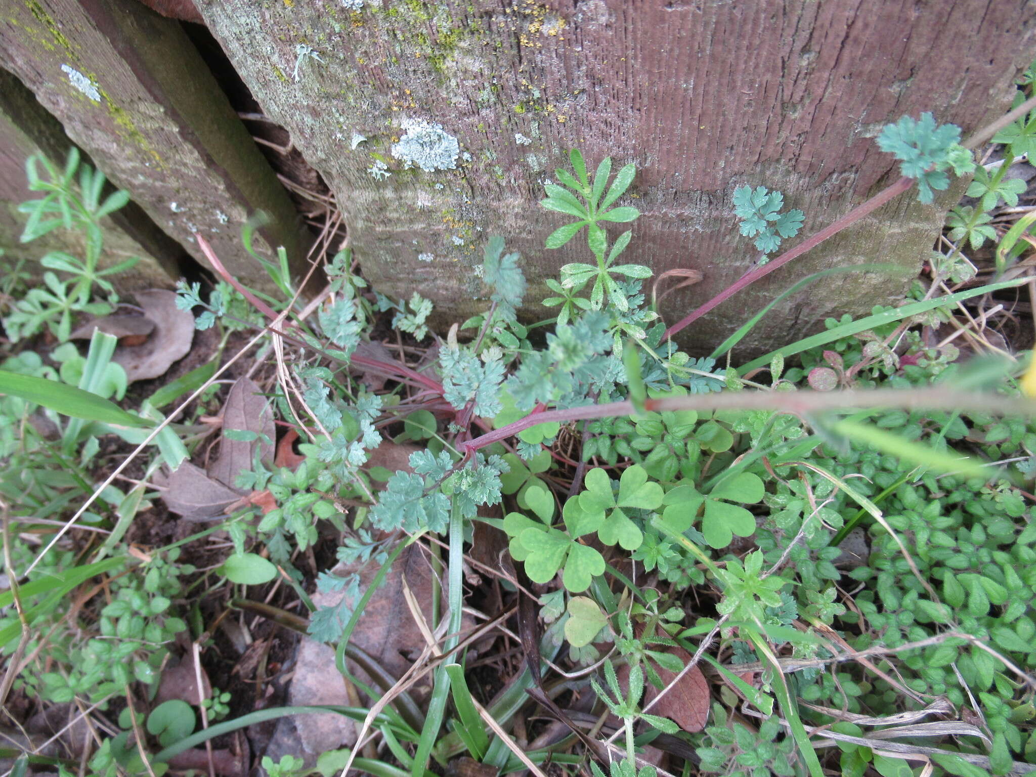 Image of smallflower fumewort