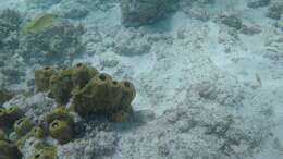 Image of Yellow tube sponge