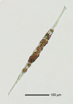 Image of <i>Tracheloraphis oligostriata</i> Raikov 1962