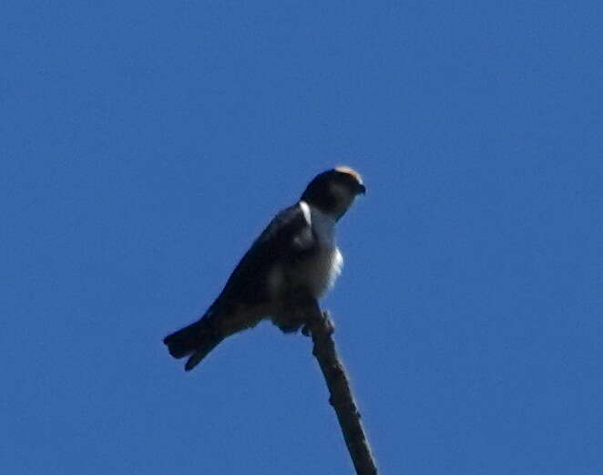 Image of Bornean Falconet