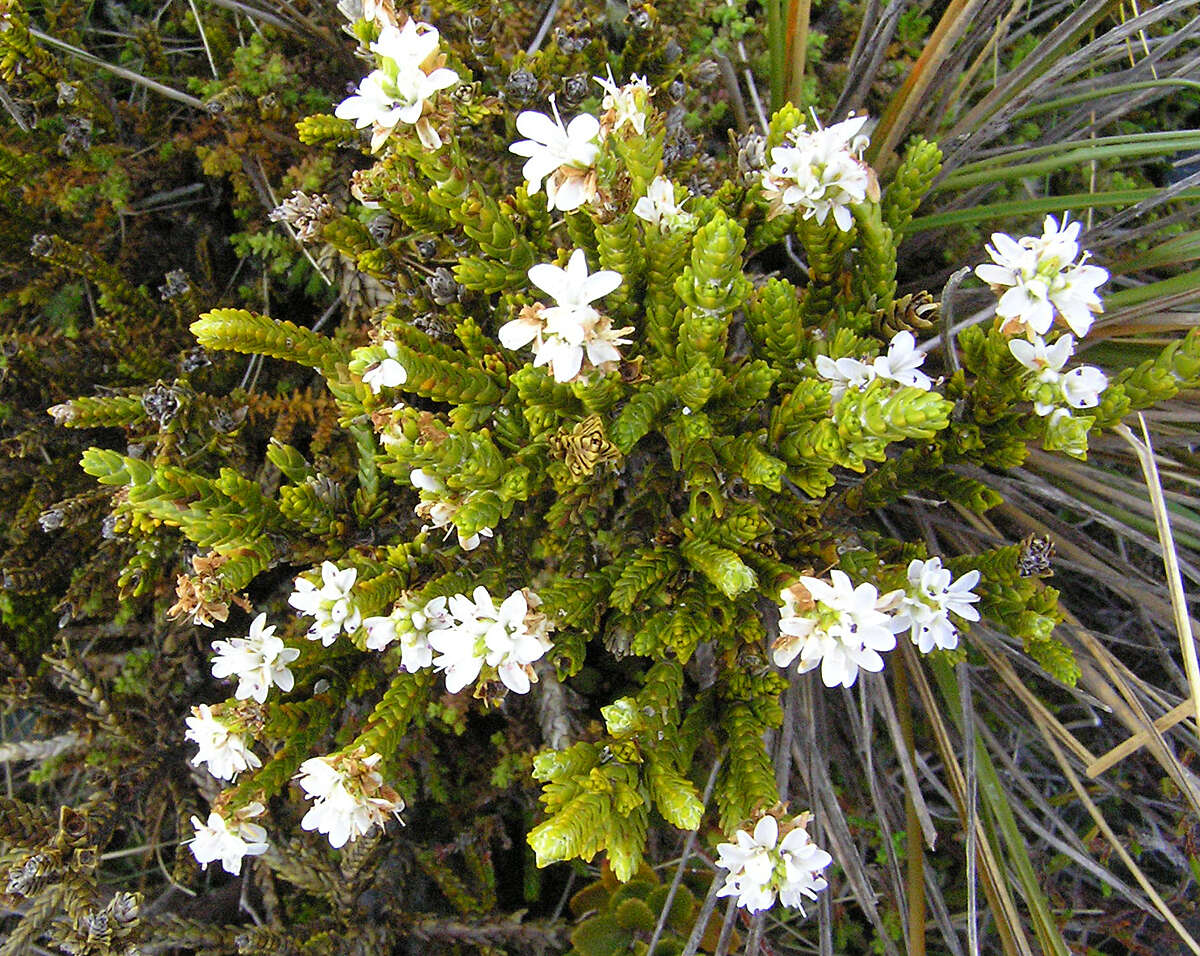 Imagem de Veronica tetragona subsp. tetragona