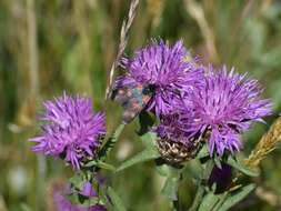 Image of six-spot burnet