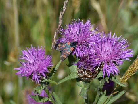 Image of six-spot burnet