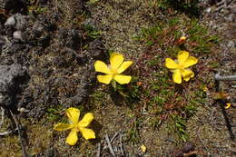 Image of Hibbertia procumbens (Labill.) DC.