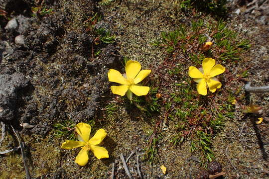 Image of Spreading Guinea Flower