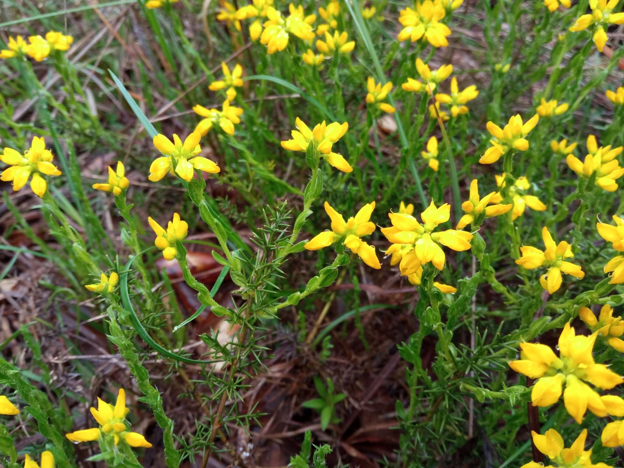 Image of Genista hispanica subsp. hispanica