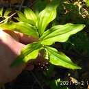 Image of Maianthemum japonicum (A. Gray) La Frankie