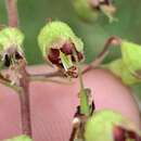 Image de Heuchera americana var. hispida (Pursh) E. Wells