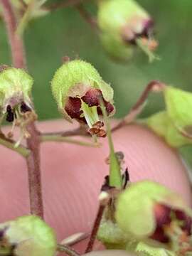 Image of American alumroot