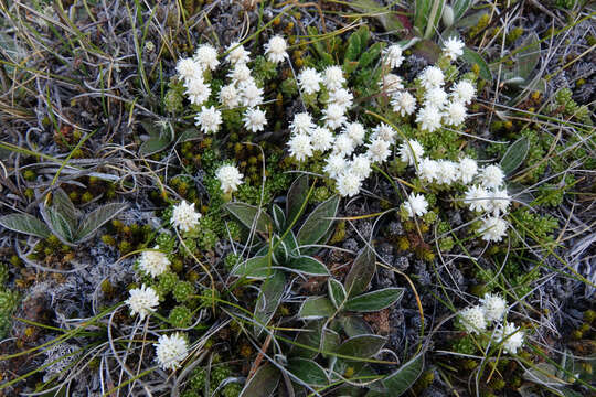 Image of Raoulia subsericea Hook. fil.