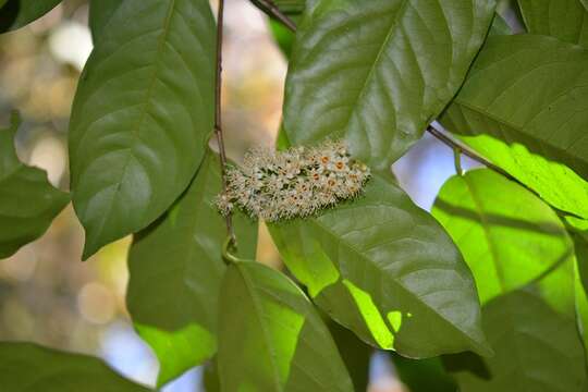 Image of Prunus tetradenia Koehne