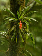 Image of Guzmania jaramilloi H. Luther