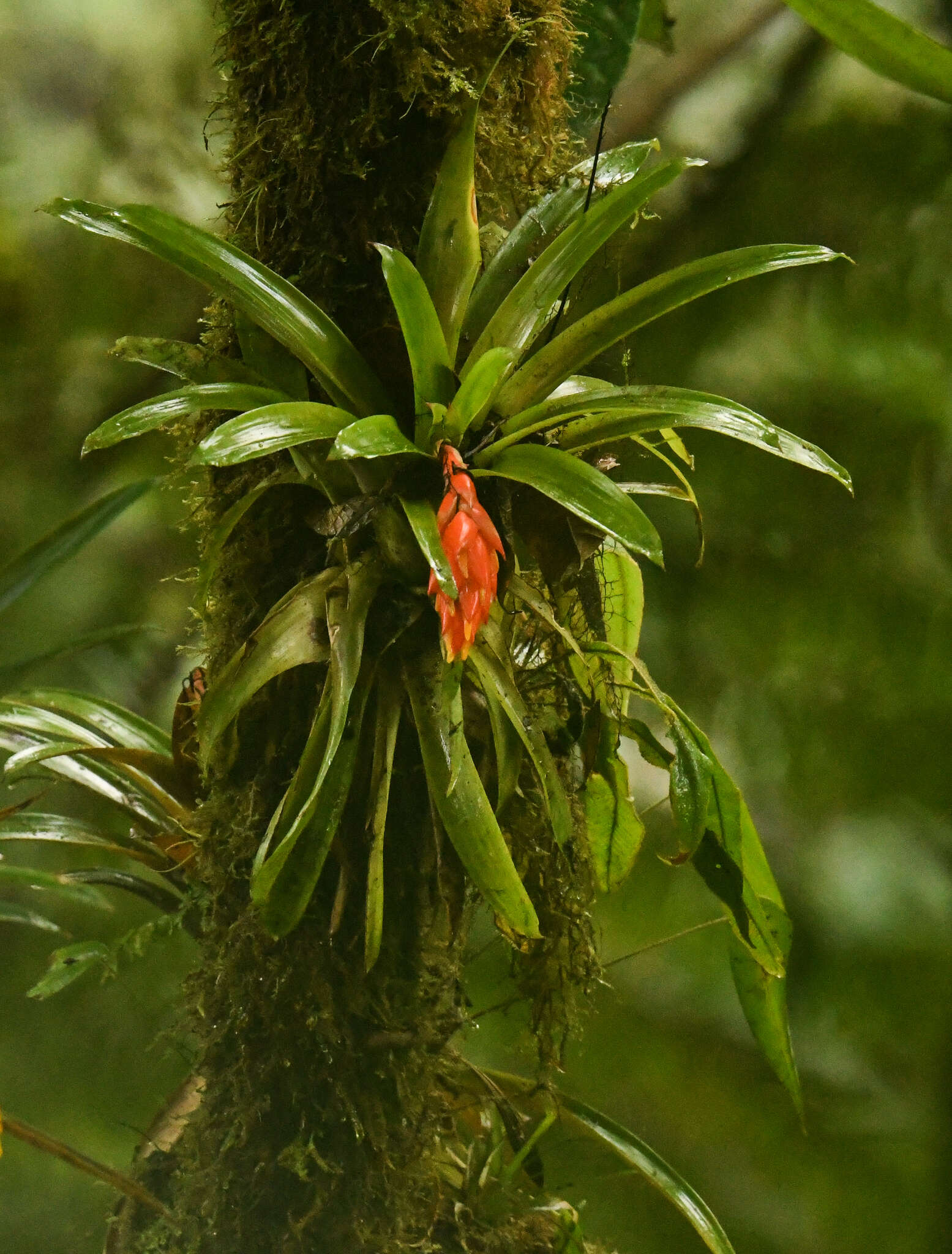 Image of Guzmania jaramilloi H. Luther