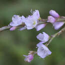 Image of Persicaria odorata subsp. conspicua (Nakai) Yonek.