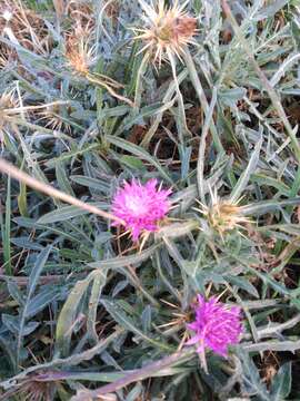 Image of red star-thistle