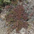 Image of climbing bedstraw