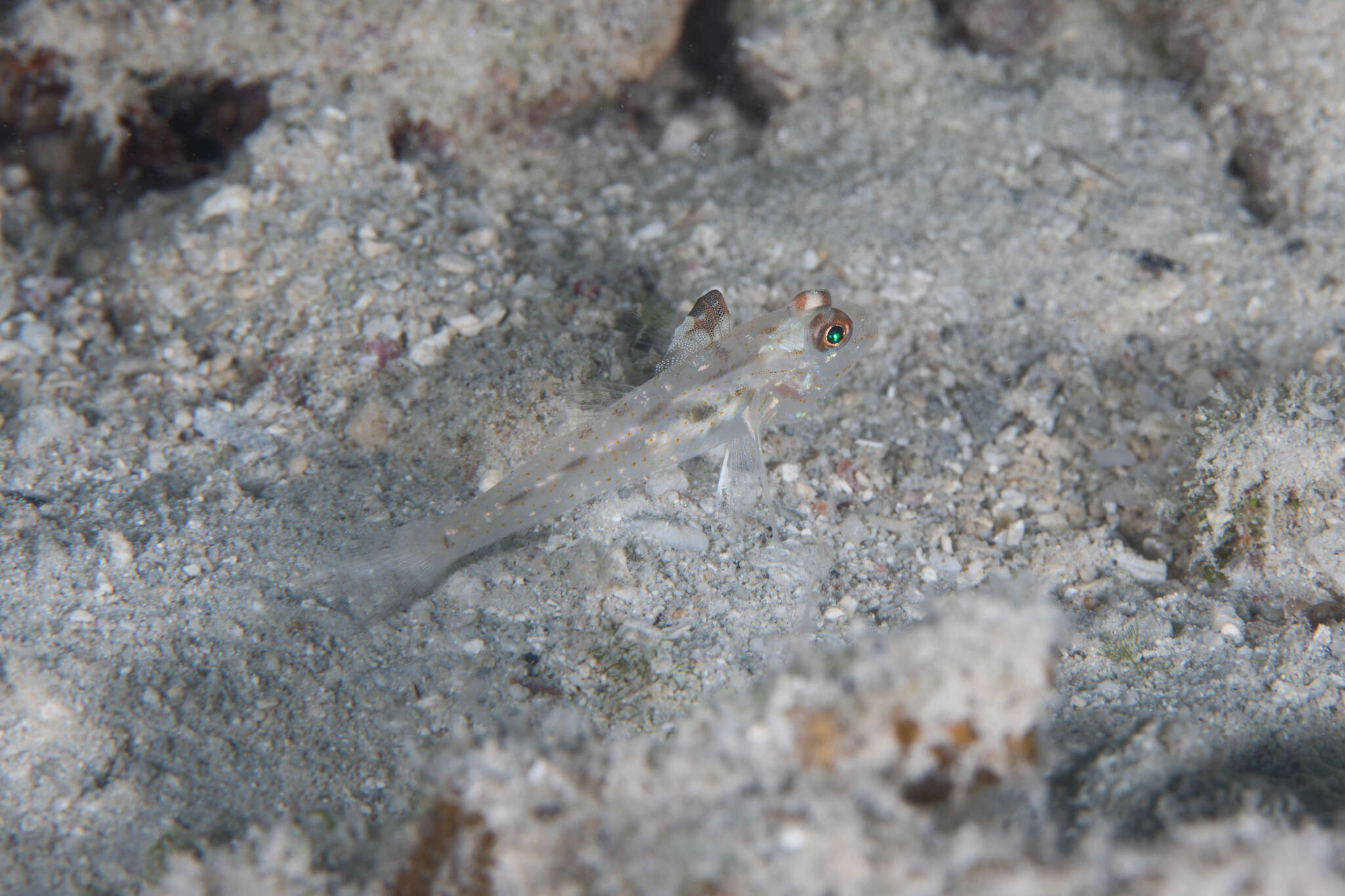 Fusigobius signipinnis Hoese & Obika 1988 resmi