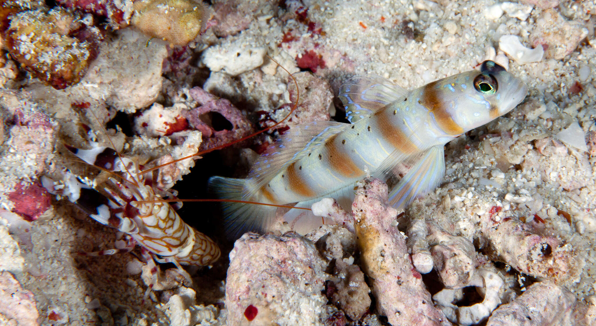 Image of Arcfin shrimpgoby