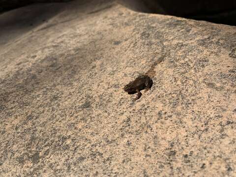 Image of Southern Flinders Ranges froglet