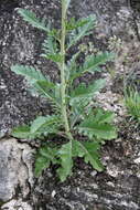 Image of Brassica elongata subsp. integrifolia (Boiss.) Breistr.