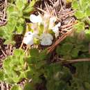 Image of Teucrium pyrenaicum subsp. guarensis P. Monts.