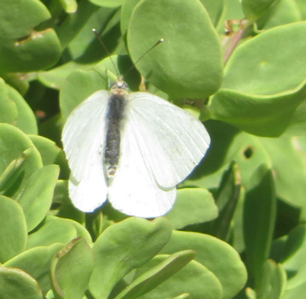 Image of African Small White