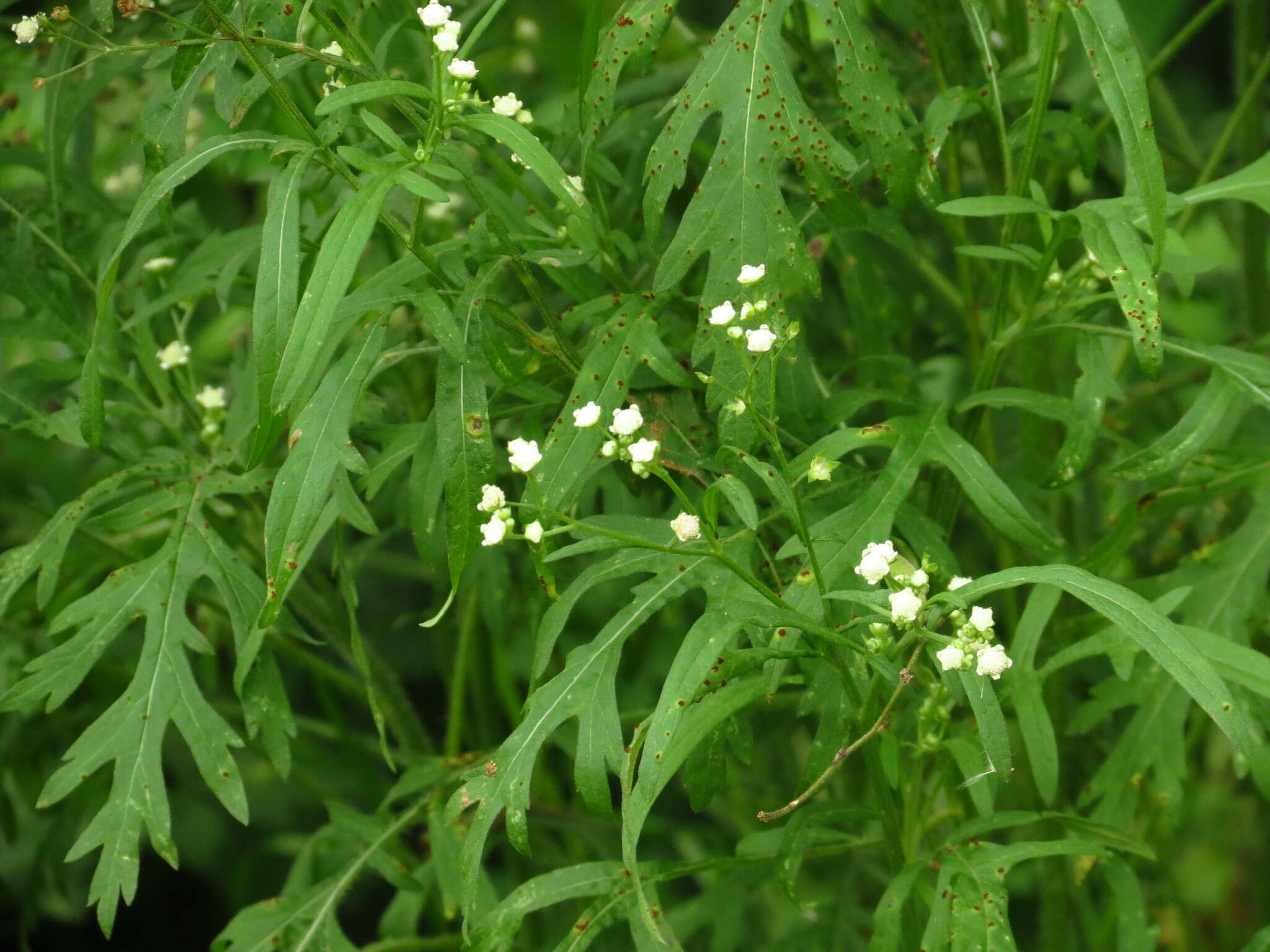 Image of Gray's feverfew